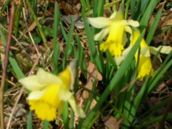 gite et chambres d'h�tes pr� vert gerbaix aiguebelette savoie